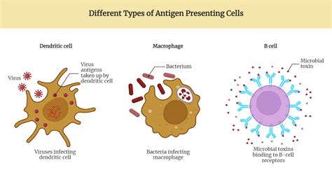 Antigen Presenting Cells Rethink Biology Notes