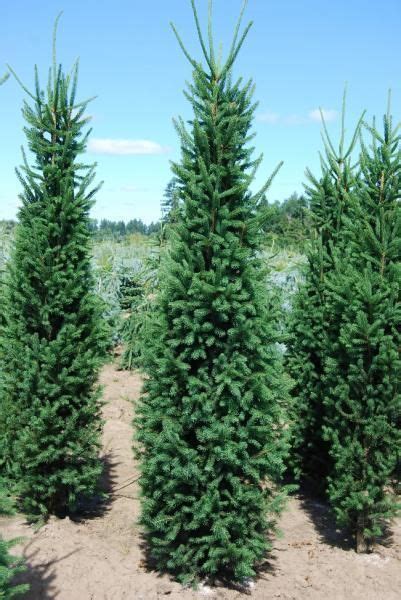 Don't pick a spot that is too shady otherwise; Cupressina Columnar Norway Spruce | evergreens | Pinterest ...