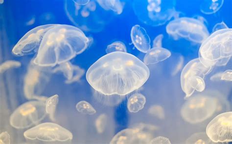 Animals Jellyfish Fishes Underwater Tropical Ocean Sea Water Sea Life