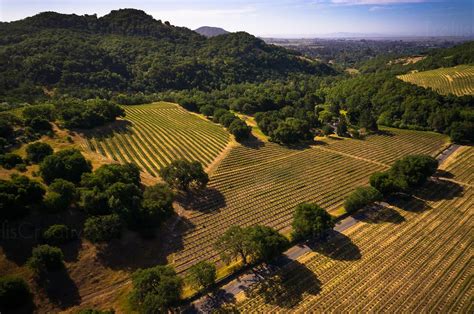 Image Gehricke Road In Sonoma Valley Intersects Beautiful Rolling Tumbling Hillside Vineyards