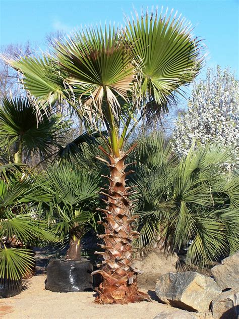 Mexican Fan Palm Tree Pictures