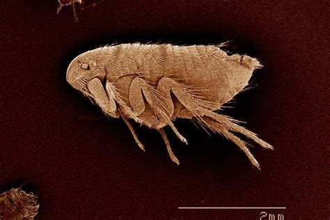 What Are The Signs Of Flea Infestation Confirm A Kill