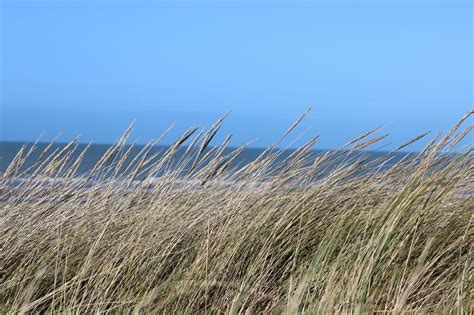 Dunes Sea Grass Free Image Download