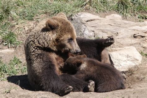 Mama Bear Keeps Cubs Longer As Shield Against Hunters