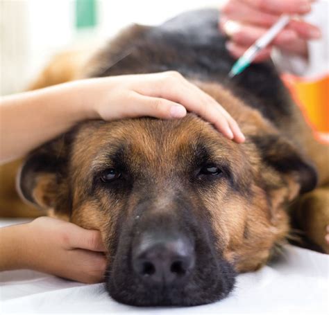 Dog Vaccination Schedule All Your Vaccination Questions Answered