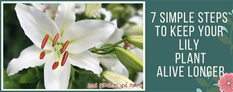 How long do flowers last? 7 Simple Steps to Keep Your Lily Plant Alive Longer