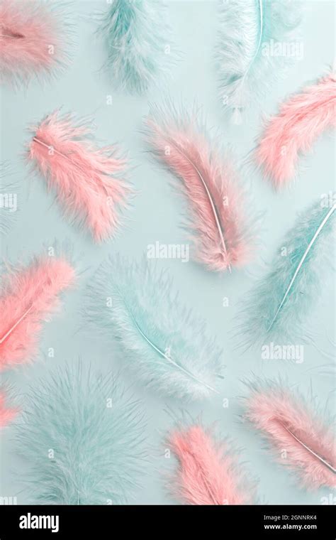Colorful Feather Pastel Background For Designers Lightweight Tropical