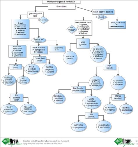 Bacteria Identification Flow Chart Hot Sex Picture