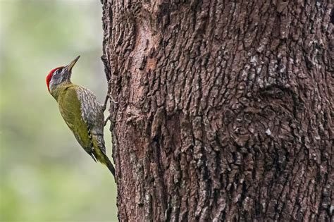 Streak Throated Woodpecker Juzaphoto