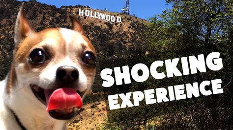 Shocking Experience At The Dog Park Youtube