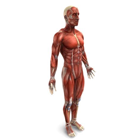 Slow twitch muscle fibres are good for endurance activities like long distance running or cycling. Human Male Muscular System 3D Model