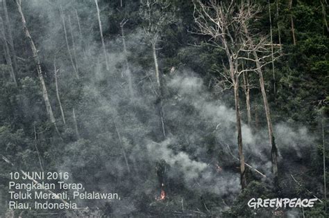 Greenpeace Indonesia On Twitter Riau Terbakar Lagi Greenpeace