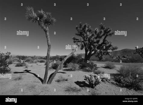 Joshua Tree At The Joshua Tree National Park Stock Photo Alamy