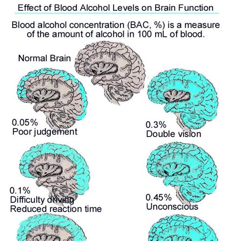 Your Main Control Center Alcohol And The Brain