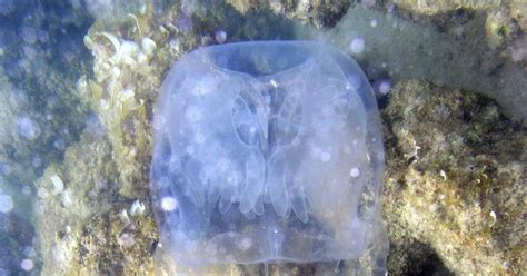 Box Jellyfish Thailand Malaysia Philippines And The Region
