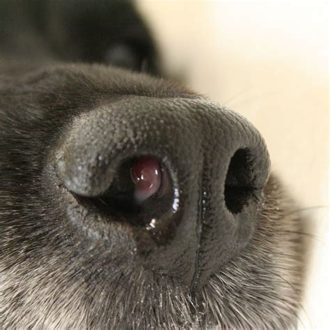 Nasal Tumor Dog Had Been Snorting For Some Time Losing We Flickr