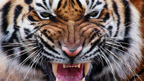 Angry Bengal Tiger Wallpaper