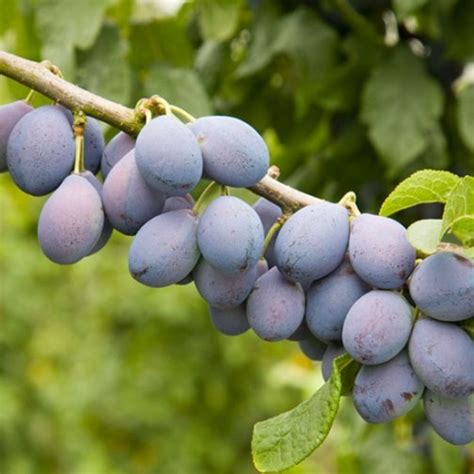 Транскрипция и произношение слова damson в британском и американском вариантах. Damson Tree 'Prune Damson'