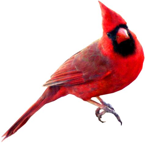 Clip Art Cardinal Bird Clipart Best