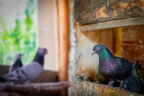 Pigeons As Pets Do They Make Good Pets And How To Keep Them Ne