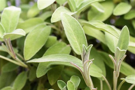 Salvia Propiedades Beneficios Y Contraindicaciones De Esta Planta