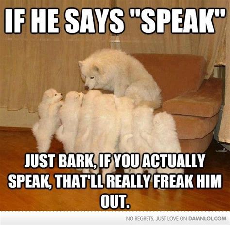 Scroll through our entire list! It's just like Dog With A Blog with the talking dog Stan. | Funny dog captions, Cute funny ...
