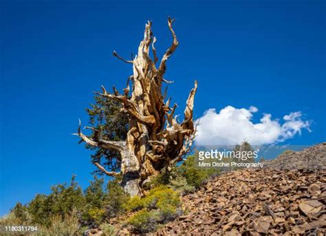 Bristlecone Pine Photos And Premium High Res Pictures Getty Images