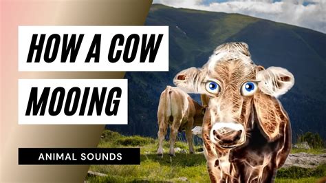 Cow Mooing Sound Effect Animation Mp3 Youtube