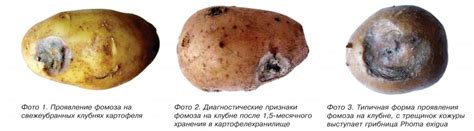 Болезни Картофеля Фото И Описание Telegraph