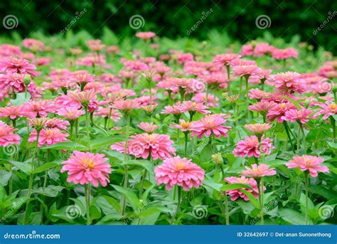 Zinnia Flower Field Stock Image Image Of Leaf Beauty 32642697