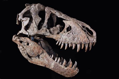 Tyrannosaurus Rex Skull Maximus Rex 2022 Sothebys