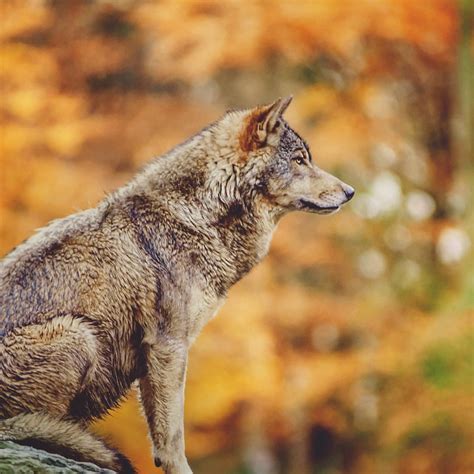 How Much Does A Wolf Puppy Cost Landscape Of Fear Why We Need The