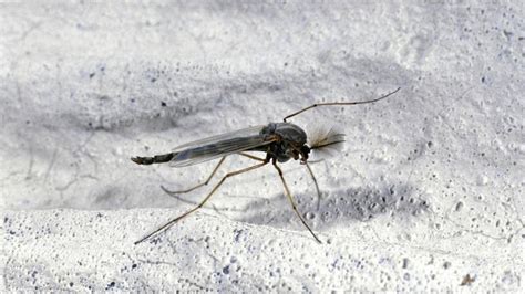 How To Get Rid Of Gnats In Your House The Definite Guide