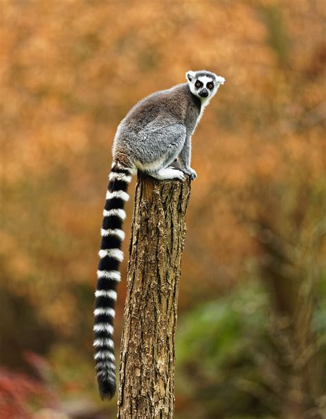 The Ring Tailed Lemur Visit Africa