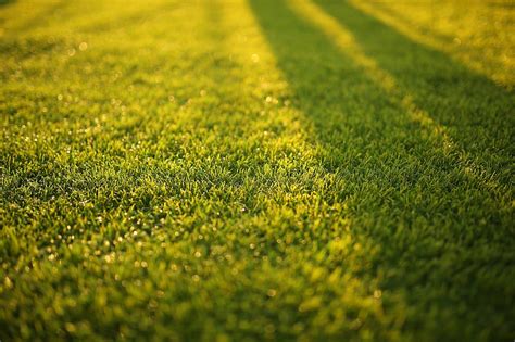 Is Your Grass Turning Yellow Perennial Lawn Care