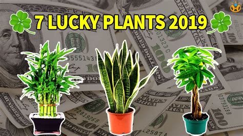 7 Lucky Plants Bring Health Wealth And Prosperity In 2019 Know