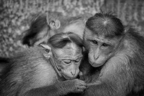 猴子 动物 灵长类动物 Pixabay上的免费照片 Pixabay
