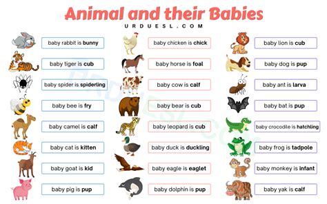 Animals And Their Young Ones With Name Chart Pdf And Worksheet