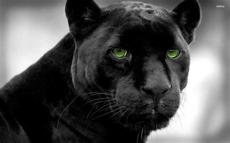 Black Jaguar Cat Wallpaper