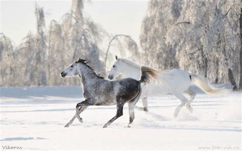 42 Horses In The Snow Wallpaper Wallpapersafari