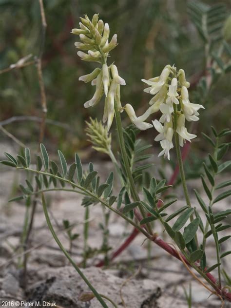 Astragalus Racemosus Cream Milkvetch Minnesota Wildflowers