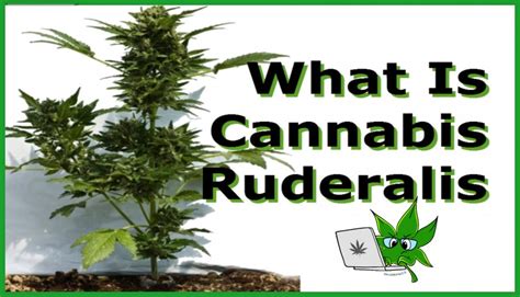 What Is Cannabis Ruderalis