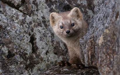 Sable Animals Animal Weasel Kamchatka Mammals Burrow