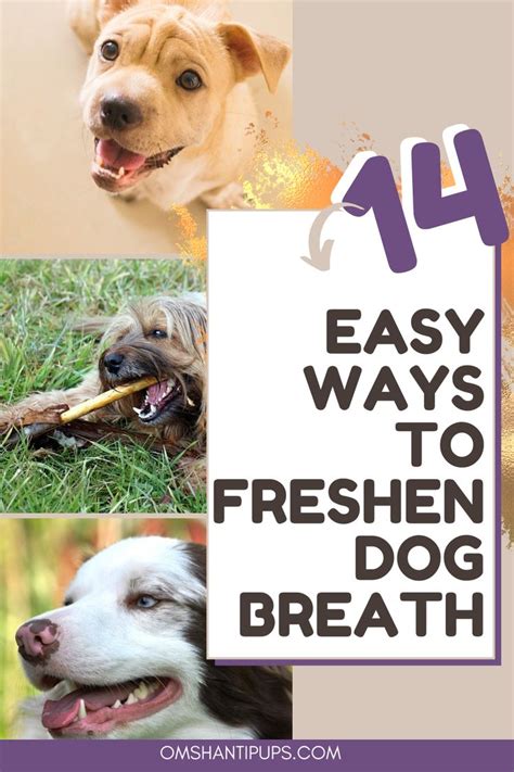 14 Easy Ways To Freshen Your Dogs Breath Bad Dog Breath Dog Breath