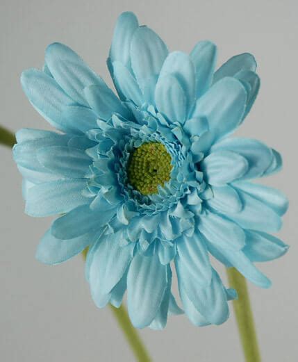 12 silk aqua blue gerbera daisies
