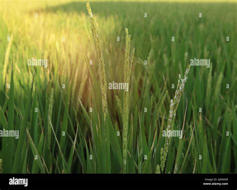 Close Up Of Rice Growing In A Paddy Field Agriculture In China Taiwan
