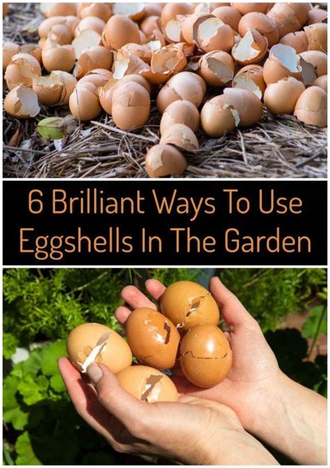 6 Brilliant Uses For Eggshells In Your Garden Egg Shells In Garden