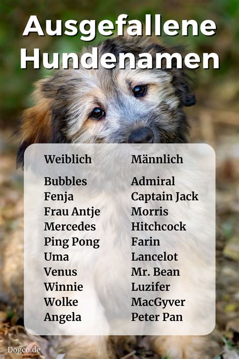 ausgefallene hundenamen namensliste mit weiblichen und männlichen namen hundenamen hunde