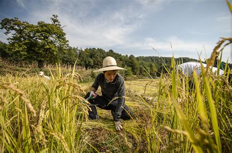 Harvesting Rice By Hand In Korea Patrick M Lydon