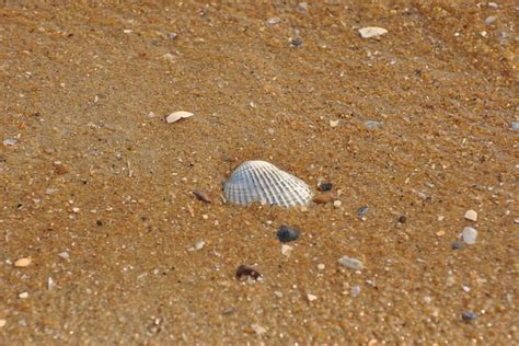 Sea Shell Shells Free Photo On Pixabay Pixabay